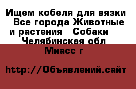 Ищем кобеля для вязки - Все города Животные и растения » Собаки   . Челябинская обл.,Миасс г.